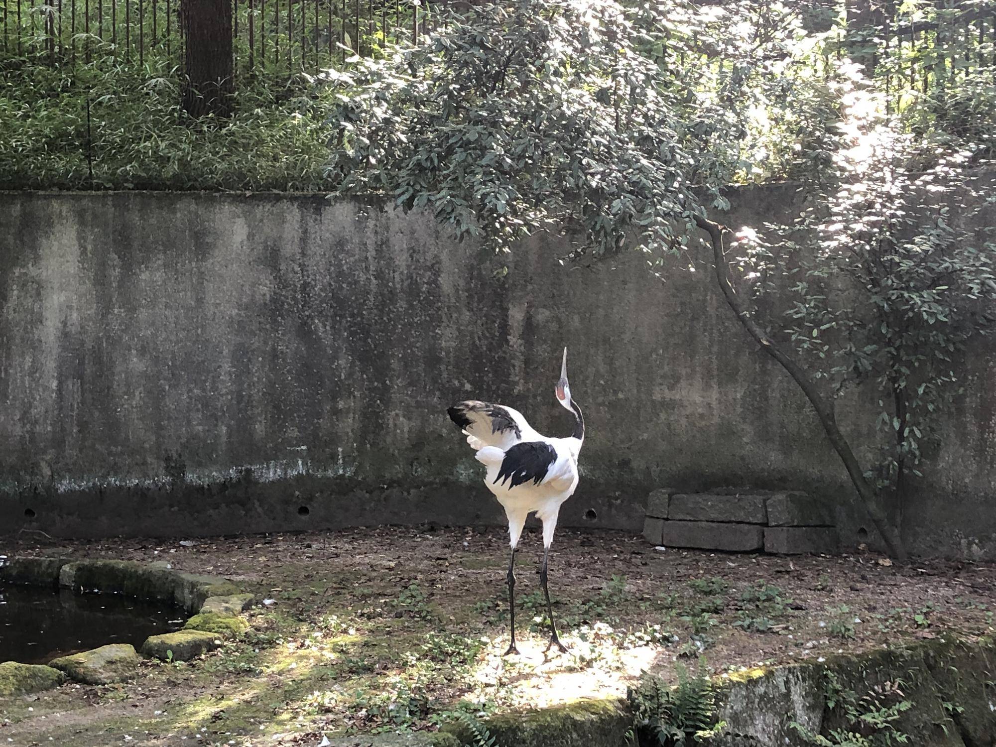 金沢動物園のタンチョウ33のコト③の写真