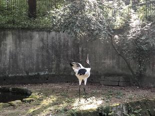 金沢動物園のタンチョウ33のコト③