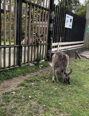 カンガルーブログ 柵越しの関係
