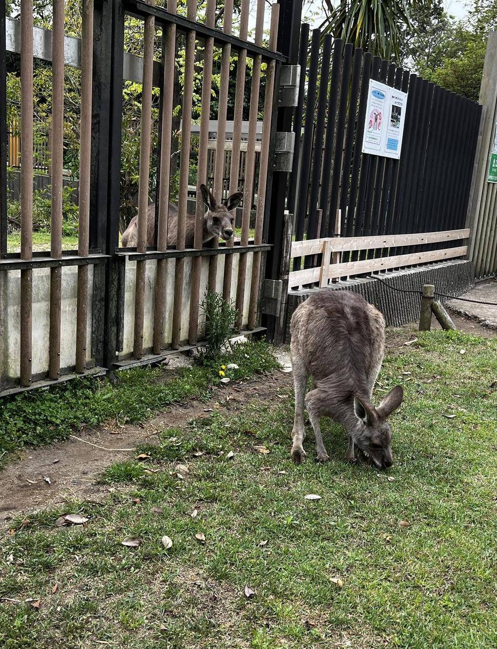 カンガルーブログ 柵越しの関係の写真