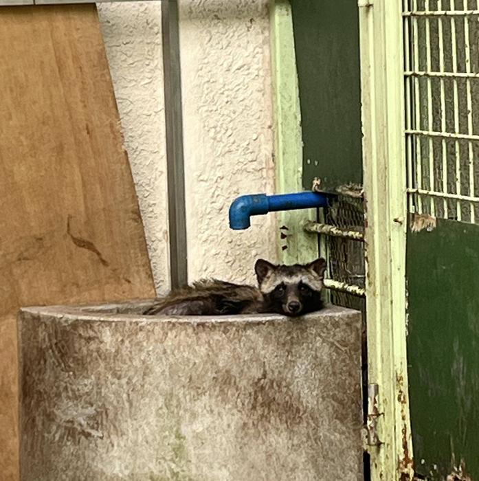 元気にお里に帰るまで①の写真