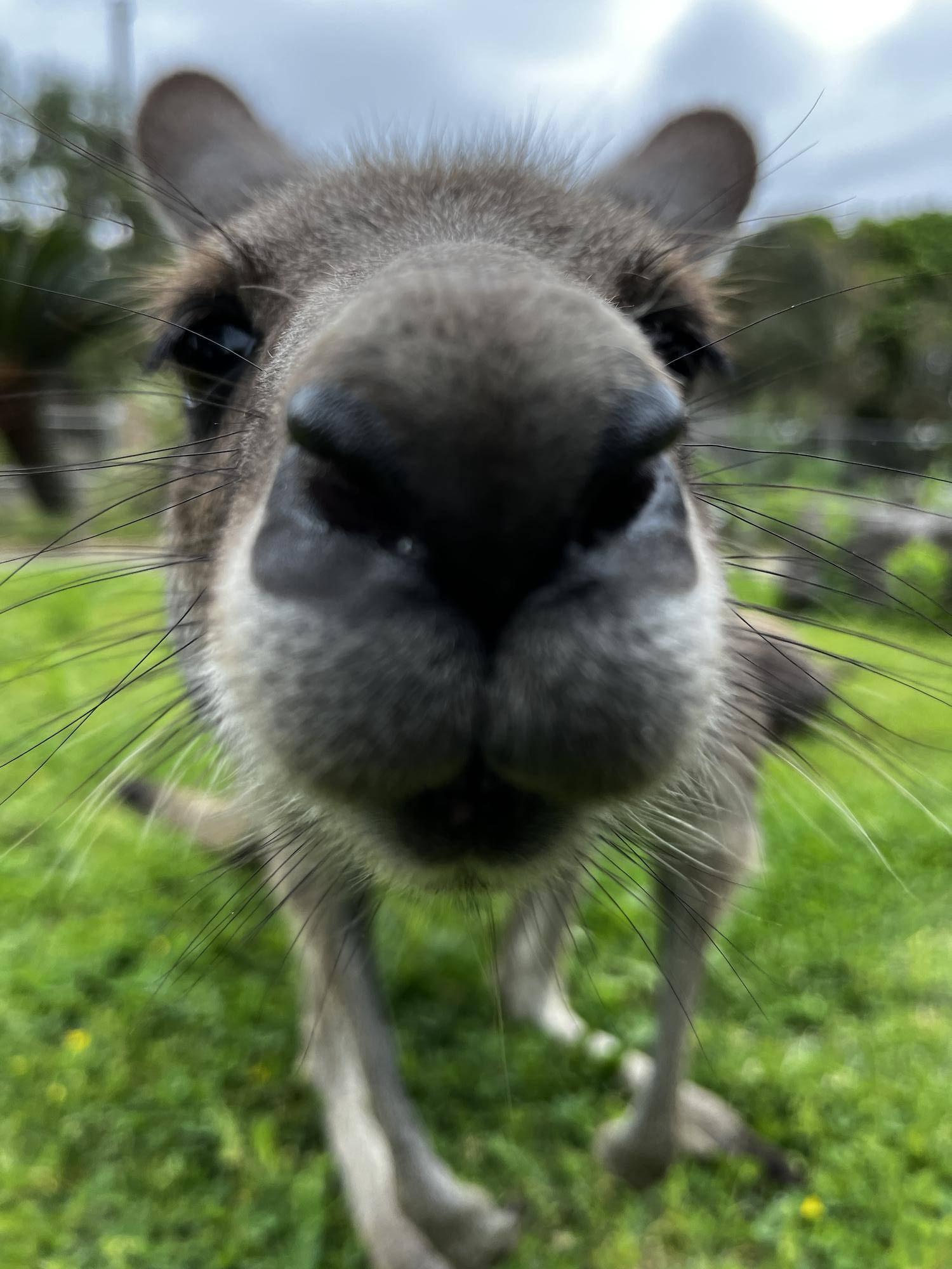 カンガルーブログ 7/2(火)ウォークスルーの通行時間が夏バージョンへ変更になりますの写真