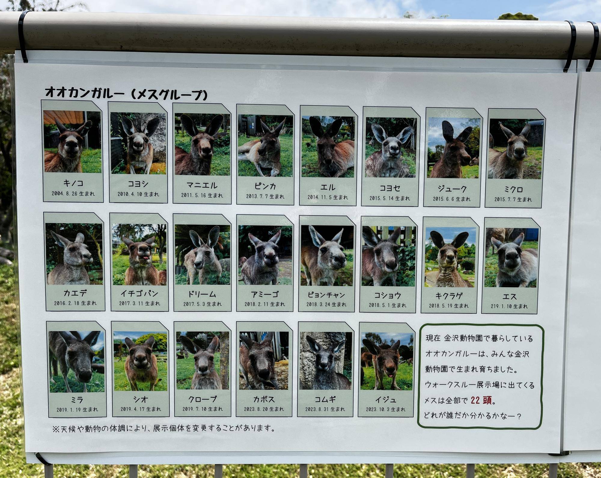 カンガルーブログ 新しい掲示物!の写真