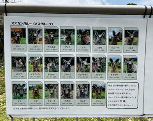 カンガルーブログ 新しい掲示物!
