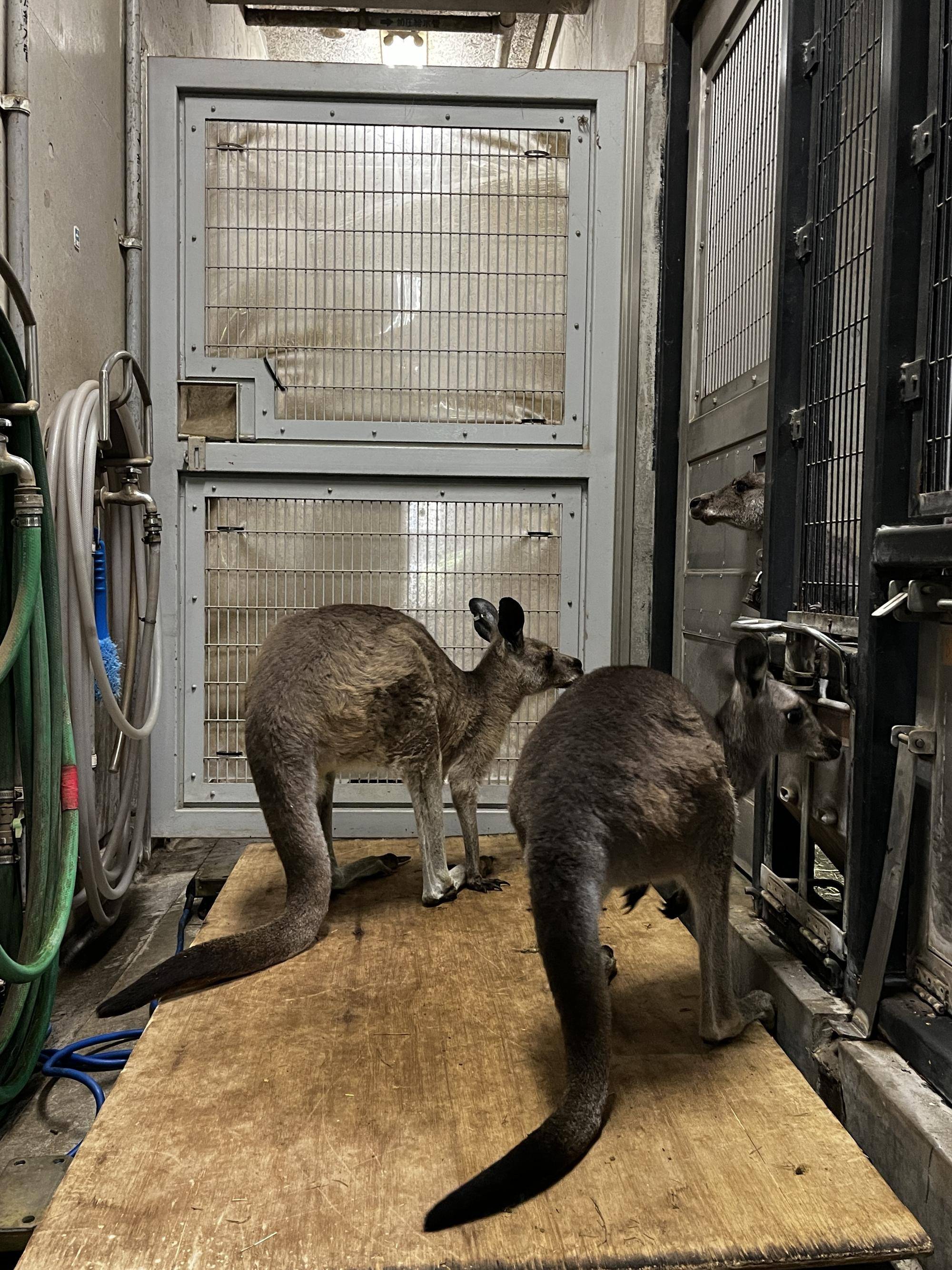 カンガルーブログ 祝イジュ10㎏越え!&キノコとコムギの体重測定の写真