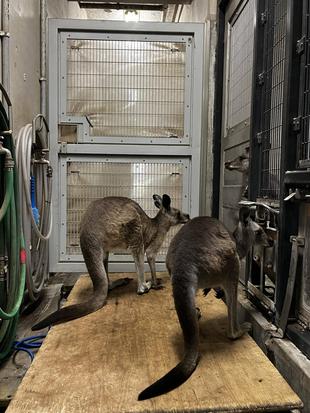 カンガルーブログ 祝イジュ10㎏越え!&キノコとコムギの体重測定