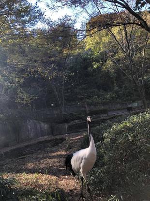 金沢動物園のタンチョウ33のコト②
