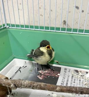 巣立ちビナの保護について