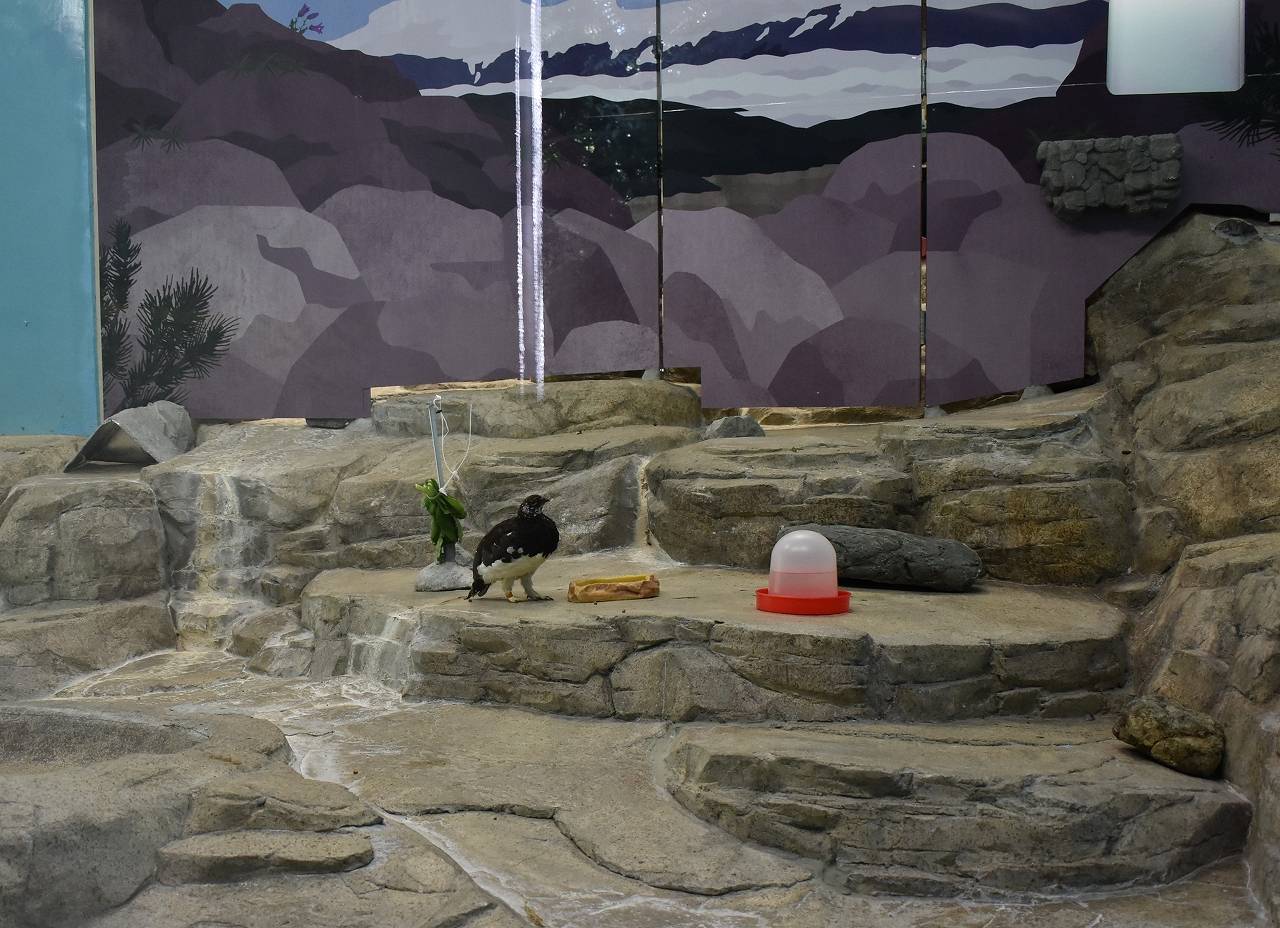 ニホンライチョウ展示場デビューの写真