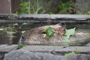 【カピバラのほんわか打たせ湯】  〇〇湯入りました♨　~６月編~