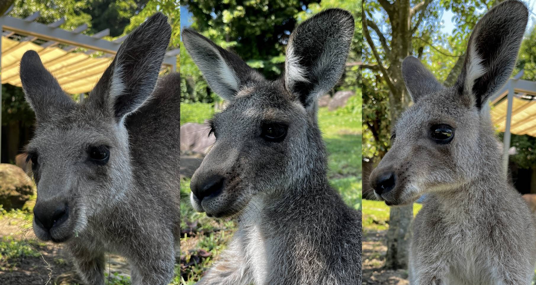 カンガルーブログ ちびっこ3頭の個体識別 第2弾!の写真