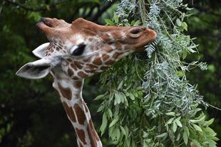 世界キリンの日イベントやりました！