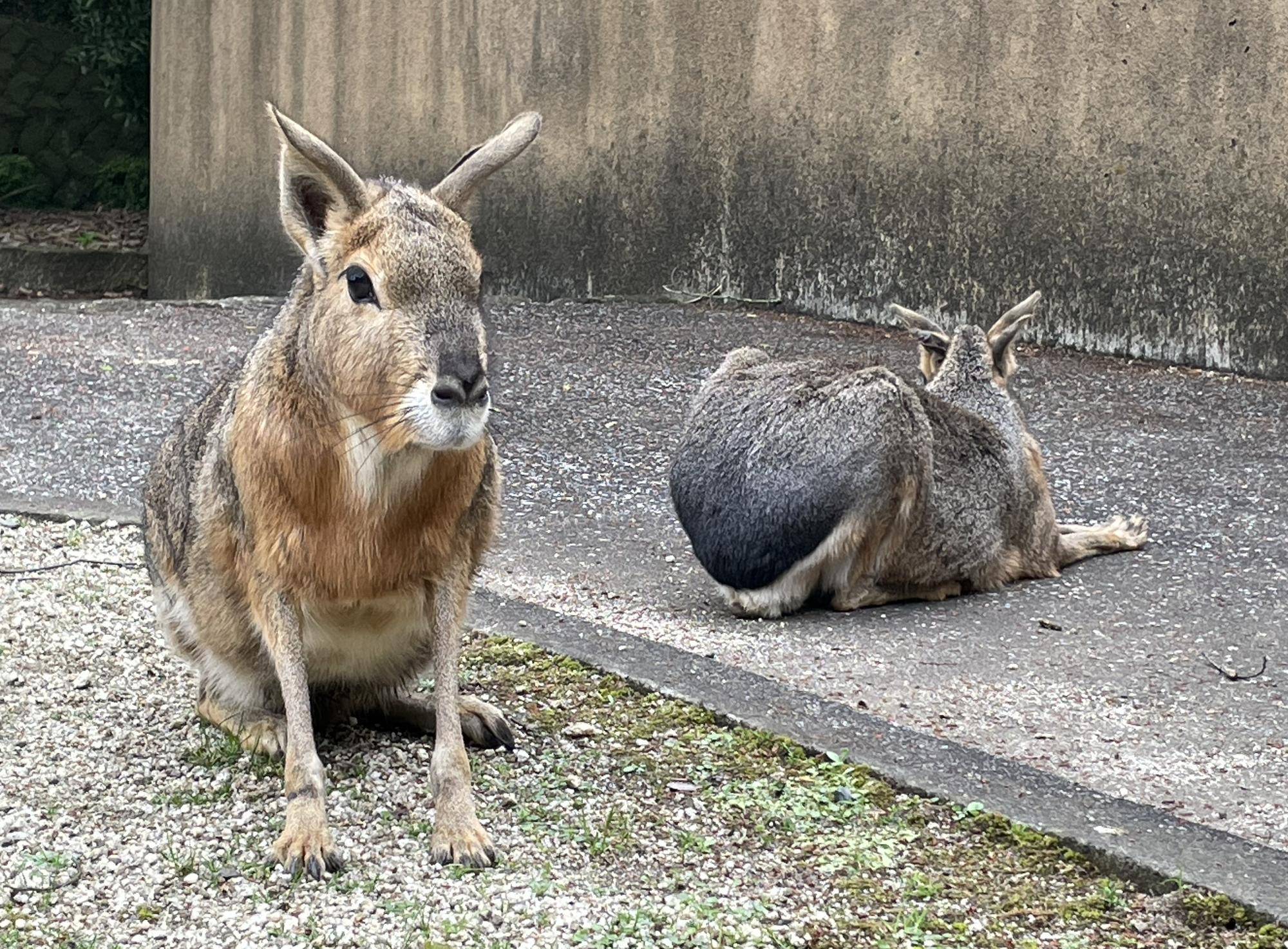 似ている?似ていない??の写真