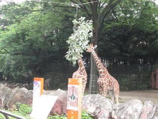 「絵本の動物に会いに行こう!#キリン」イベントを実施しました。