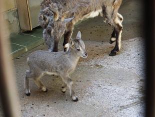 群れとの初対面