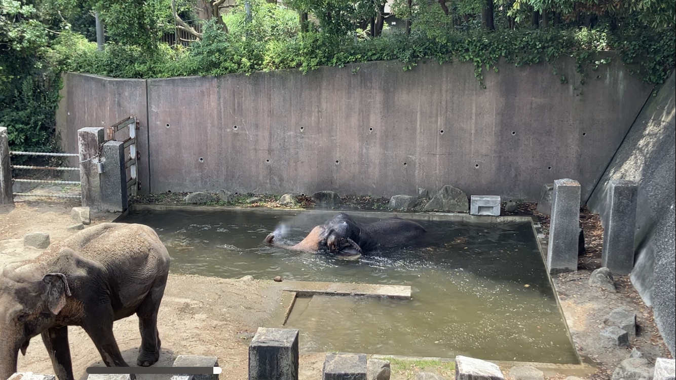 動物園の夏の風物詩の写真