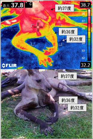 カンガルーブログ カンガルーとサーモグラフィー 前編