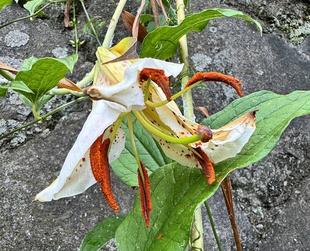 ド根性ヤマユリ