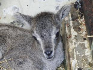 「ザクロ」誕生！