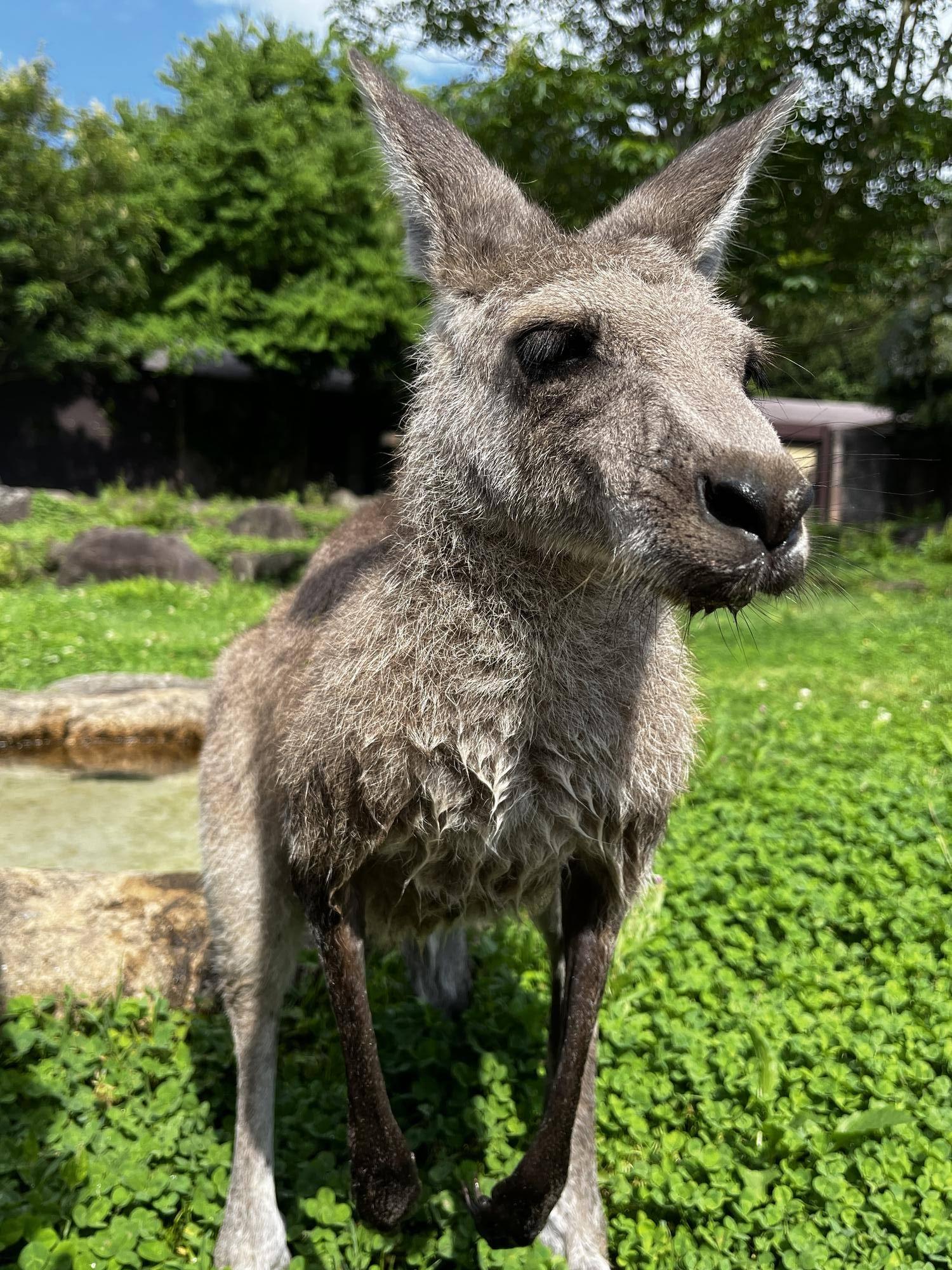 カンガルーブログ 入水カンガルーいろいろの写真