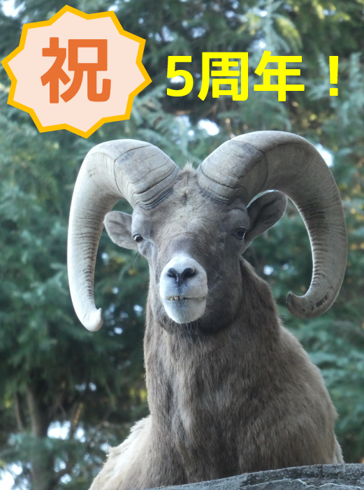 祝!5周年!の写真