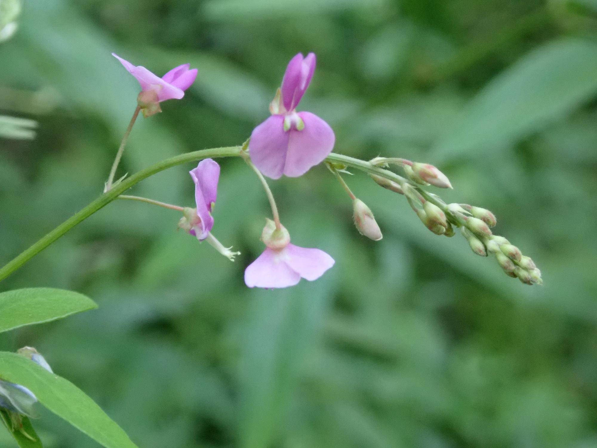 ひっつき虫の写真