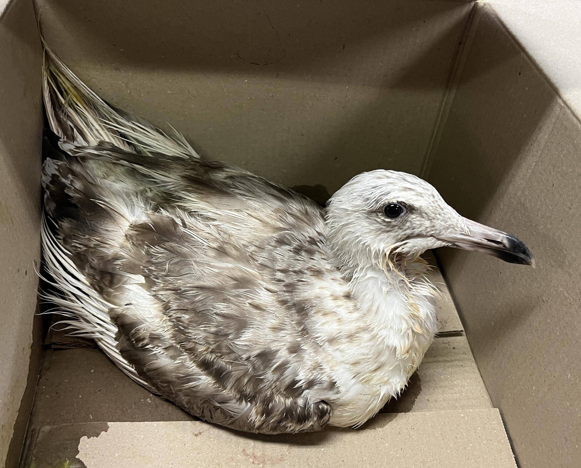 水辺の鳥の保護が続きましたの写真