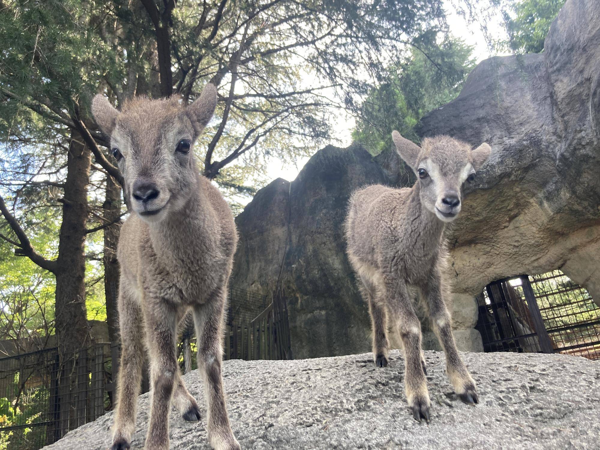 最近のちびっこたちの写真