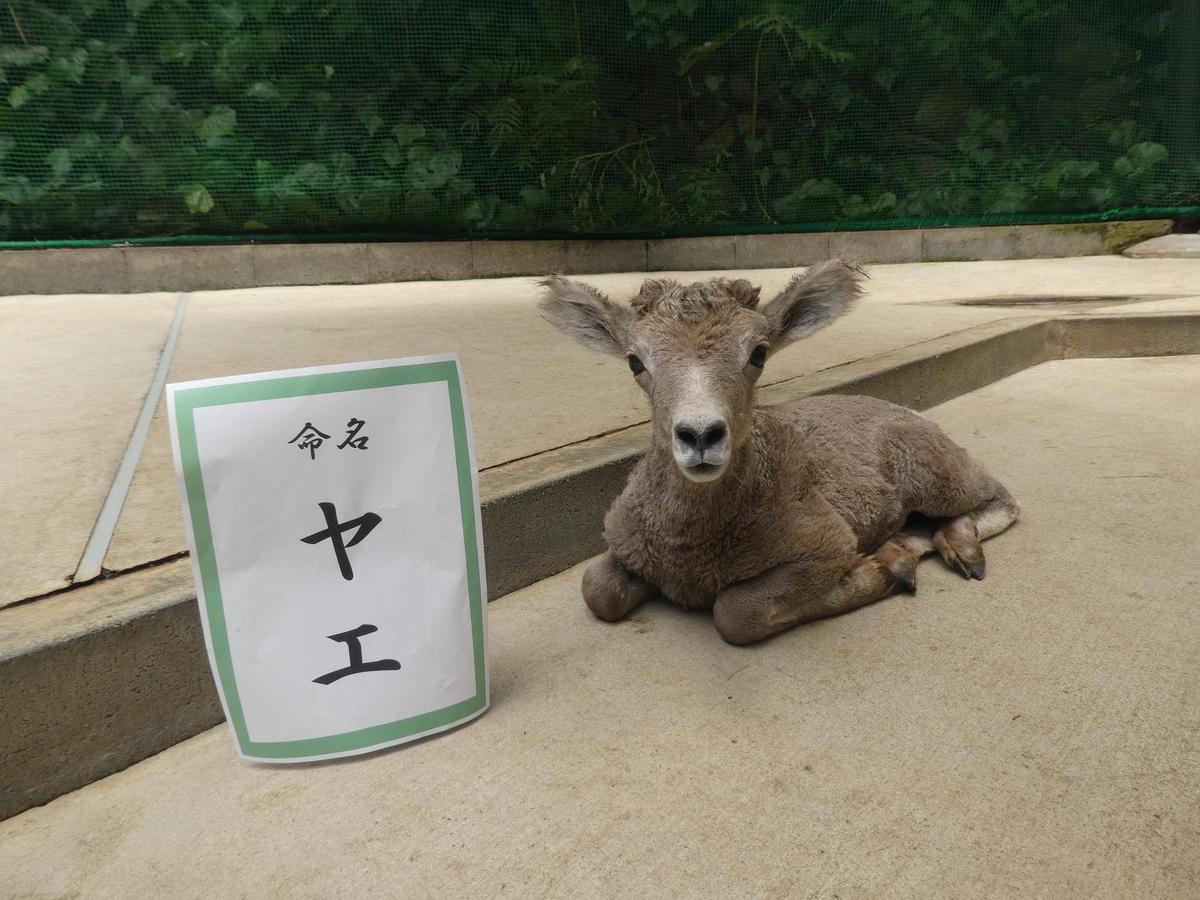 愛称発表会を行いました！|オオきなツノのヒツジの日記｜ブログ|金沢