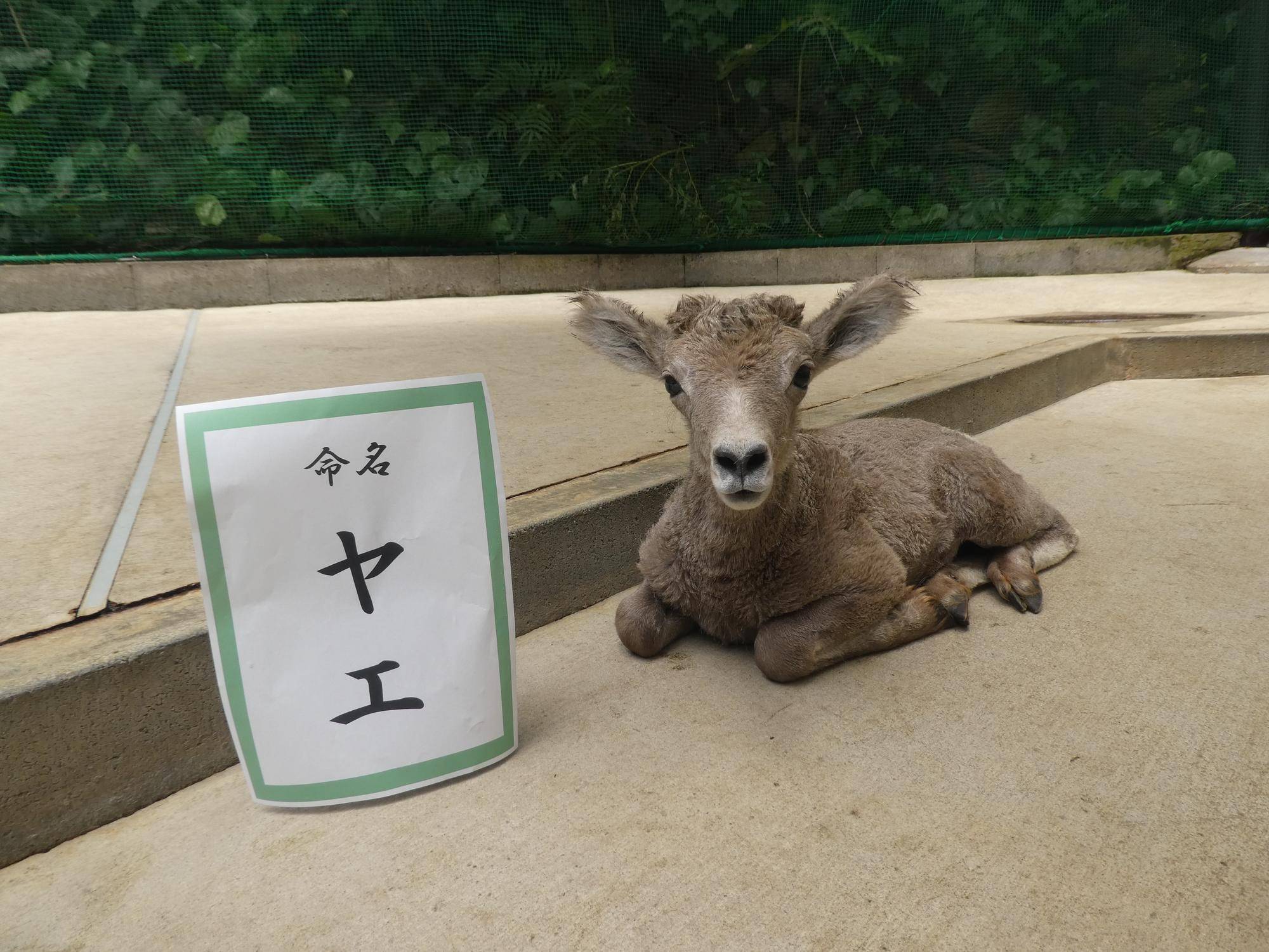 愛称発表会を行いました!の写真