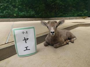 愛称発表会を行いました!