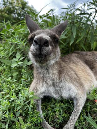 カンガルーブログ キノコ祝20才!