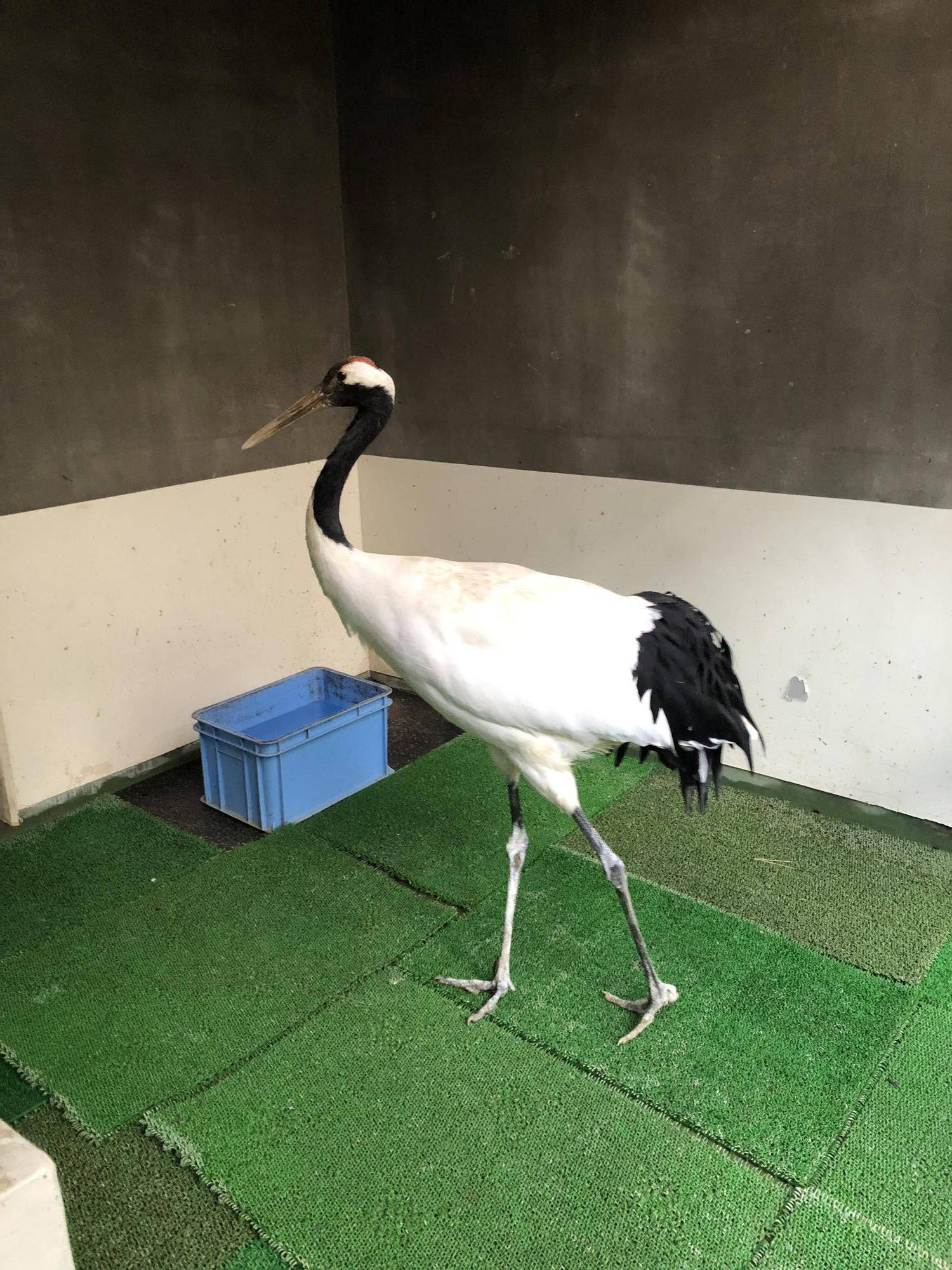 タンチョウのお尻はどんな色?の写真