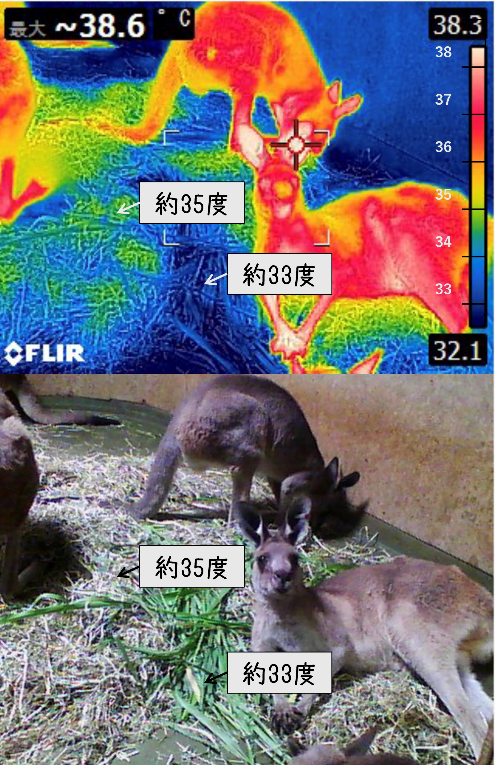 カンガルーブログ カンガルーとサーモグラフィー 後編の写真