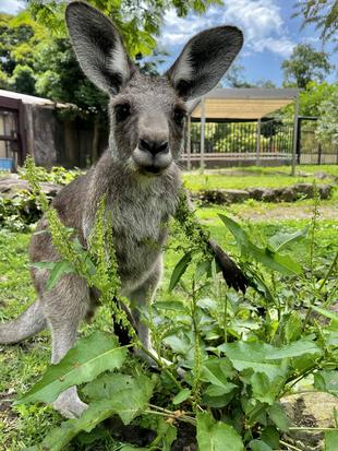 カンガルーブログ 祝!コムギも1才になりました!