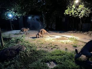 カンガルーブログ ナイト金沢ZOO!