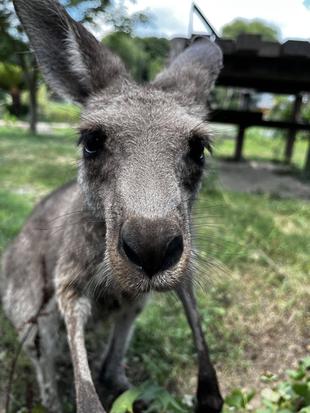 カンガルーブログ 祝!カボス1才になりました!