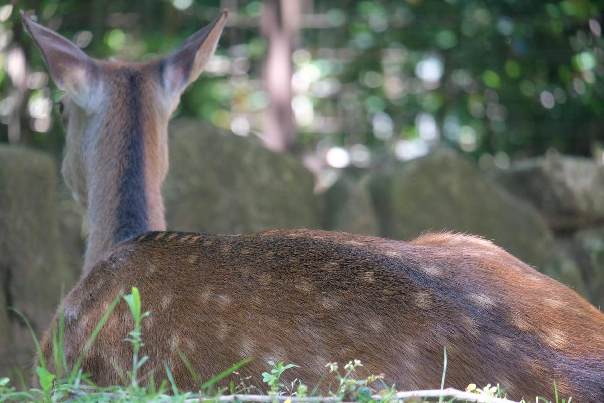 シカが流行っていると聞きまして。|こぼれ話｜ブログ|金沢動物園公式