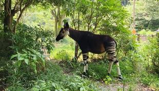 ｢世界オカピの日｣ワークショップで使用するオカピのデザインを募集しています！