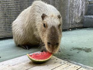 【カピバラのほんわか打たせ湯】○○湯入りました♨８月編＋スイカ祭り🍉も