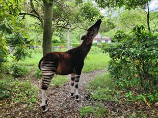 「オカピの日」ワークショップのシルクスクリーンのデザイン決まりました！