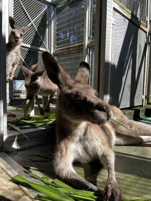 カンガルーブログ　キノコの近況報告②