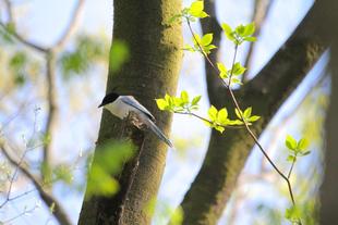 とりのおはなし ネット版 第1回