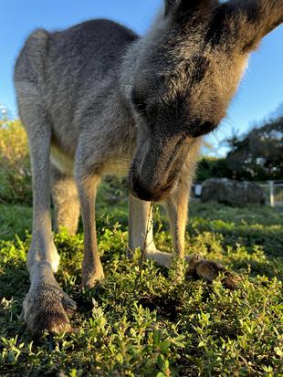 カンガルーブログ　食べられる野草
