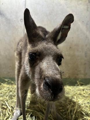 キノコの近況報告