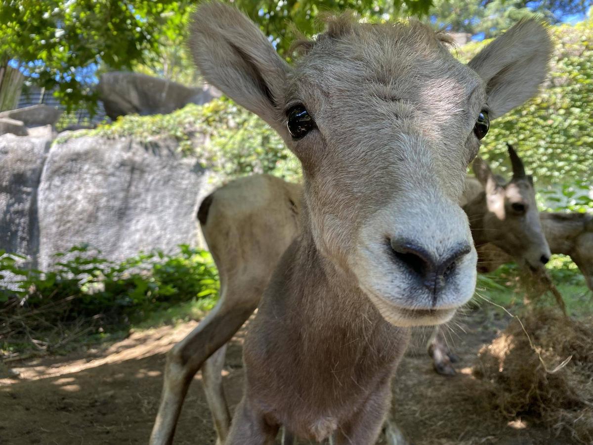 大人への第一歩②|オオきなツノのヒツジの日記｜ブログ|金沢動物園公式