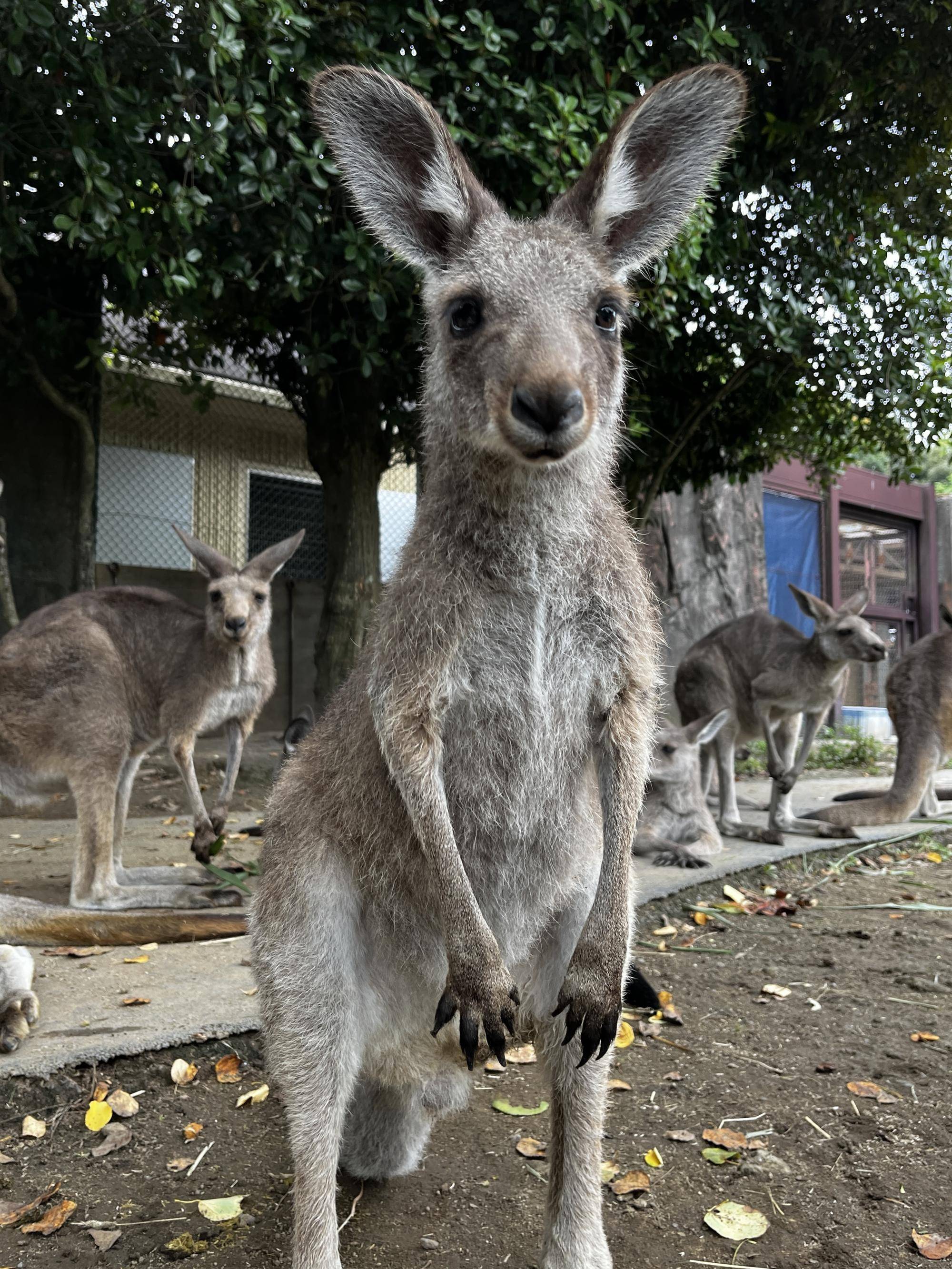 カンガルーブログ 祝!イジュも1才です!の写真