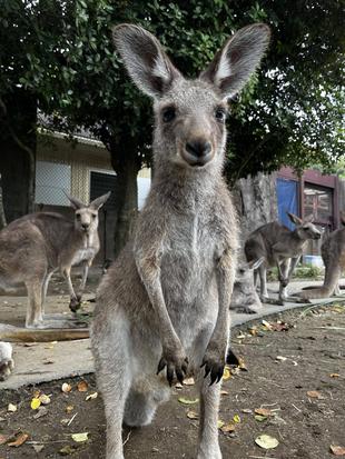 カンガルーブログ　祝！イジュも1才です！