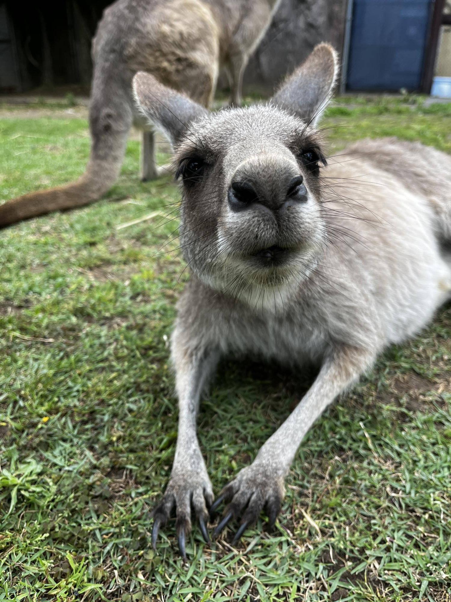 カンガルーブログ 引っ越しましたの写真
