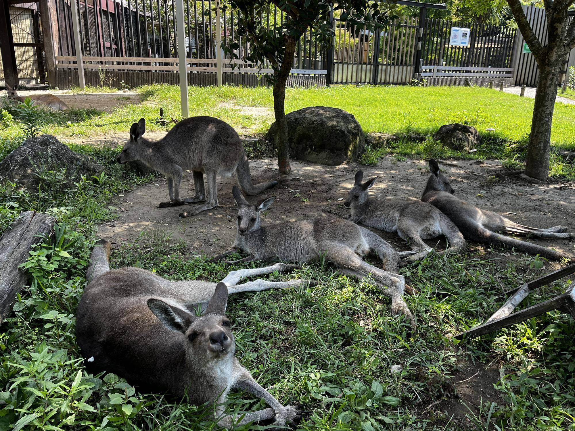 カンガルーブログ 3頭のこどもたちと親それぞれの写真